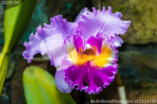 Image of Beautiful purple orchid - phalaenopsis