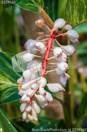 Image of mini white orchids bloom