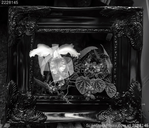 Image of black and white orchid flowers growing through old wooden pictur