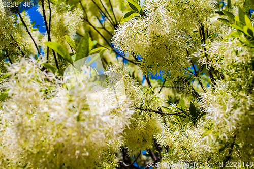 Image of White, fleecy blooms  hang on the branches of fringe tree