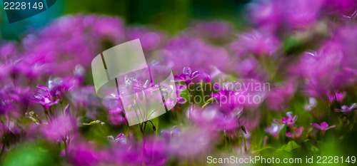 Image of abstract Blurry pink flower background for backgrounds