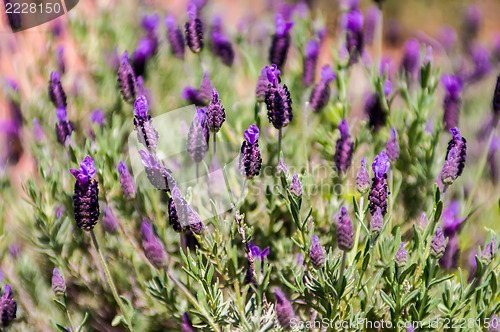 Image of purple lavendula flower plant family of Lamiaceae in the garden