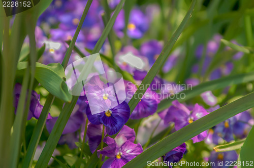 Image of Violet beautiful pansy flowering in spring time with green 