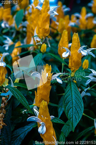 Image of Blossoming Pachystachys lutea close-up