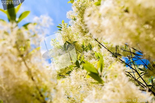 Image of White, fleecy blooms  hang on the branches of fringe tree