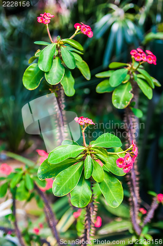 Image of Thorny Succulent with pink Blooming mini flowers