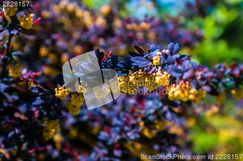 Image of prickly brown bush with yellow flowers clusters