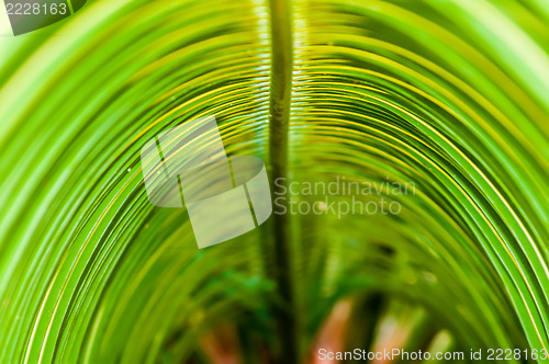 Image of close up view of nice green palm leaf on white back