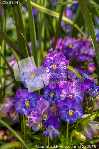 Image of Violet beautiful pansy flowering in spring time with green 