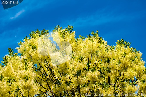 Image of White, fleecy blooms  hang on the branches of fringe tree