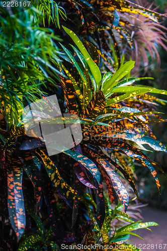 Image of tropical leopard leaves