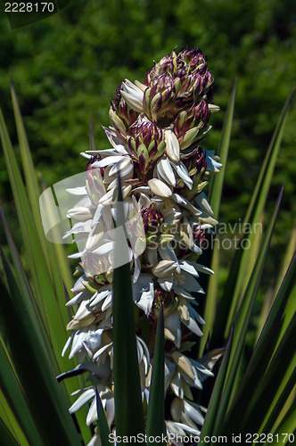 Image of palm tree blossom blooming in spring