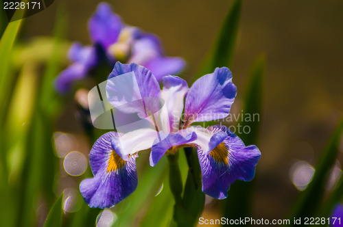 Image of Iris flower on green blurred background, photo taken outdoors, s