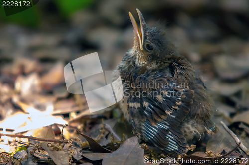 Image of little bird chick got lost from the birds nest sitting on leaves