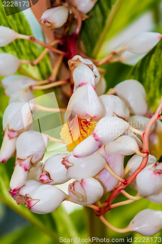 Image of mini white orchids bloom