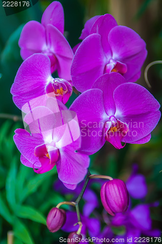 Image of Beautiful purple orchid - phalaenopsis