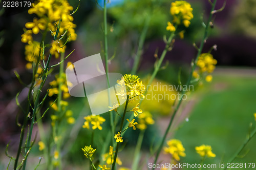Image of wild yellow flower cluster of a Mustard Seed Flowers