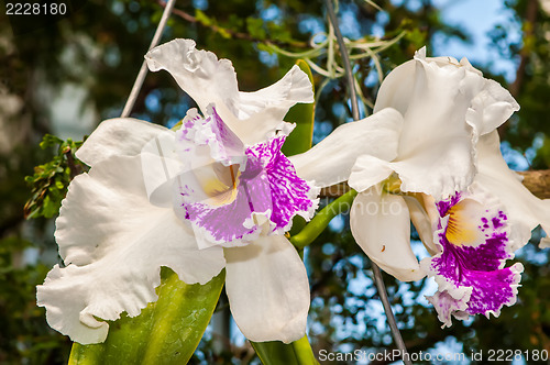 Image of beautiful white orchids flower bloom