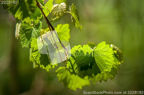 Image of Sunny grape leaf on grapevine. Macro closeup. shallow DOF.