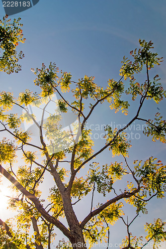 Image of Branches of acacia trees with leaves on the background of the sk