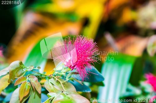 Image of Pink crown of a blossoming acacia close up