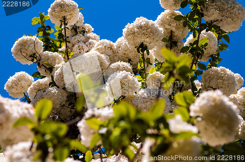 Image of Viburnum opulus Compactum bush with white flowers (selective foc