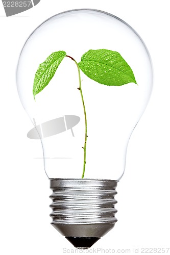 Image of Light bulb with green sprout inside