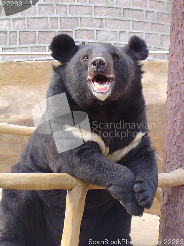 Image of Happy Smiling Bear in encloser