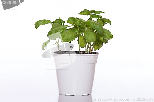 Image of Basil in pot