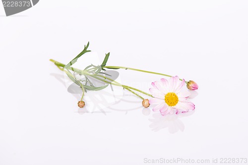Image of Daisy flower