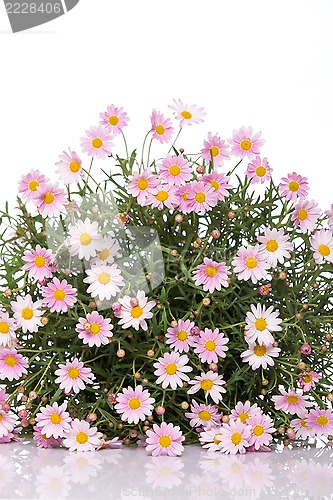 Image of Daisy flower bouquet