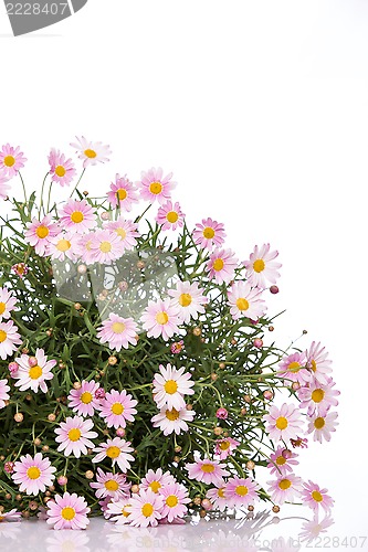 Image of Daisy flower bouquet