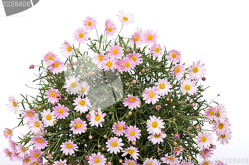 Image of Daisy flower bouquet