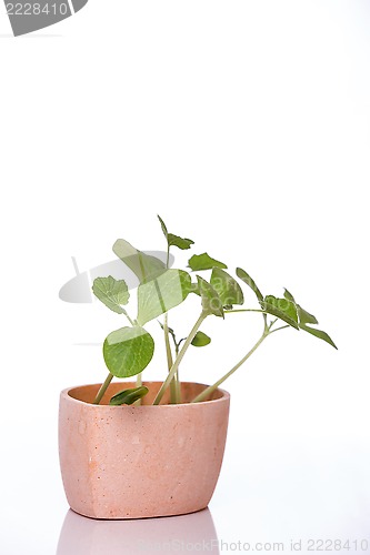 Image of Pumpkin sprouts in a pot