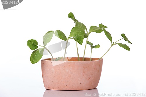 Image of Pumpkin sprouts in a pot