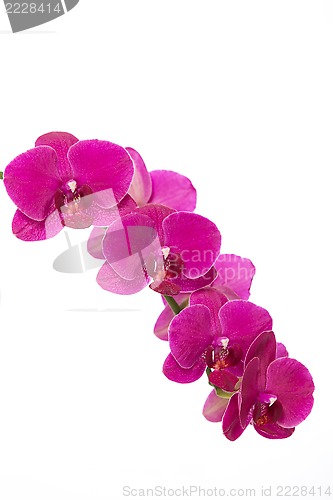 Image of Pink orchid