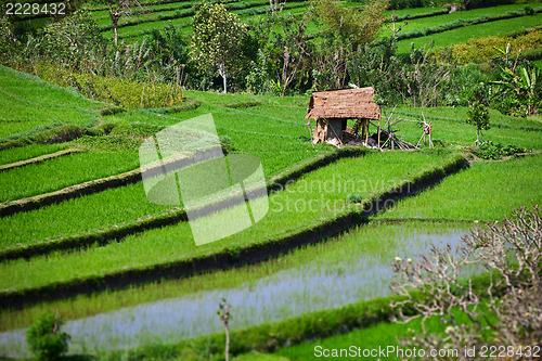 Image of Terraced rice fields with old hut. Bali, Indonesia.