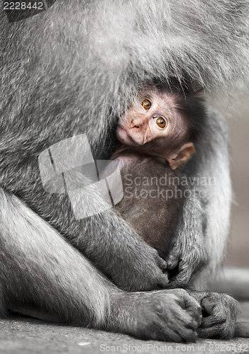 Image of Cub cynomolgus macaques with his mother