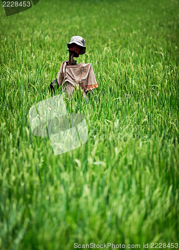Image of Home-made rustic scarecrow in a rice field. Indonesia