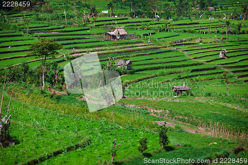 Image of Terraced rice fields. Bali, Indonesia.