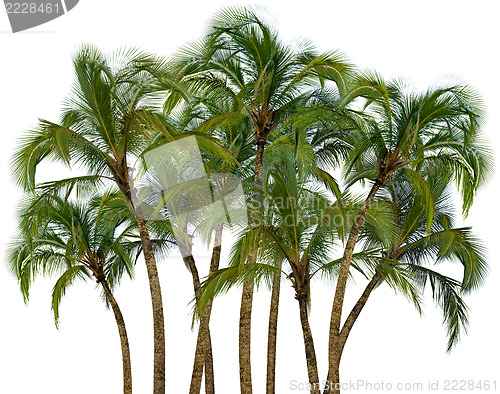 Image of Group of palm trees on white background