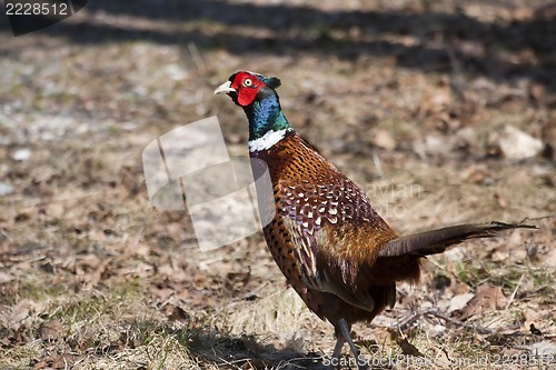 Image of pheasant