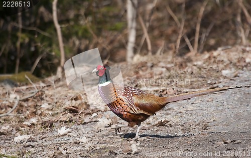 Image of male pheasant