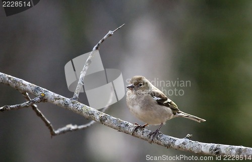 Image of female chaffinch