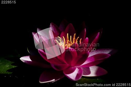 Image of red water lily