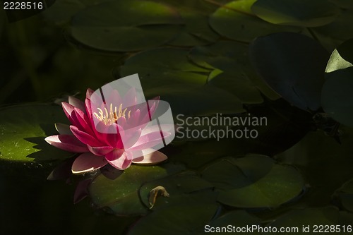 Image of red water lily