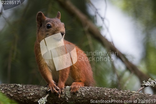 Image of red squirrel