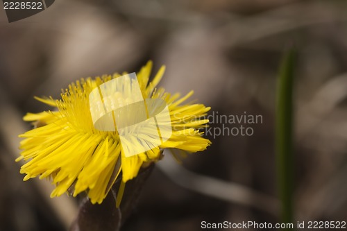 Image of tussilago farfare