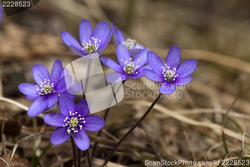 Image of blue anemones