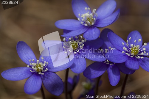 Image of blue anemones